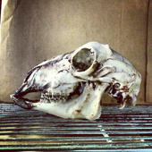Img-2521-skull